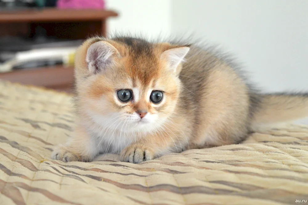 Scottish Golden Chinchilla