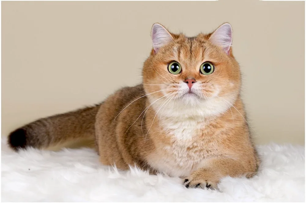 Scottish Golden tiked chinchilla