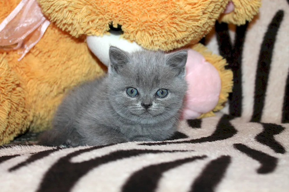 British shorthair kittens