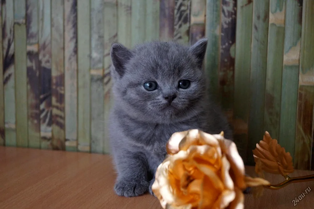 Scottish blue straight-eared kittens