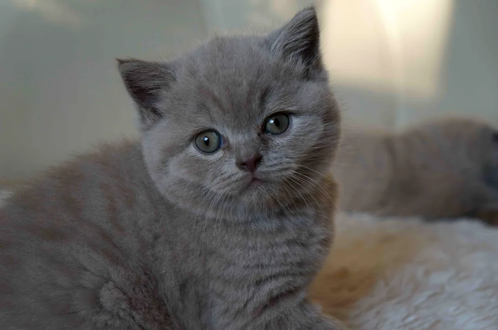 Scottish kittens Straight grey Scottish cat Straight ear grey Scottish cat Straight grey Scottish cat Straight Scottish Straight