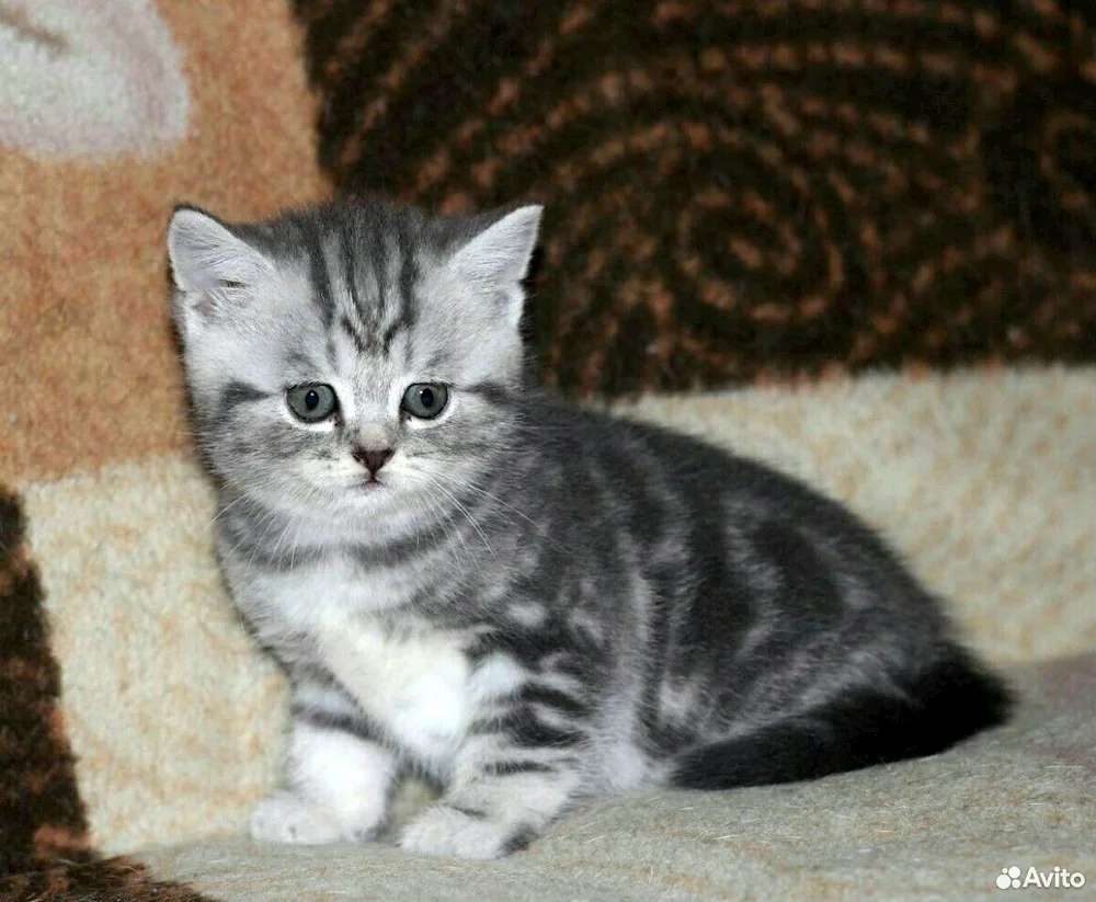 American shorthair tabby