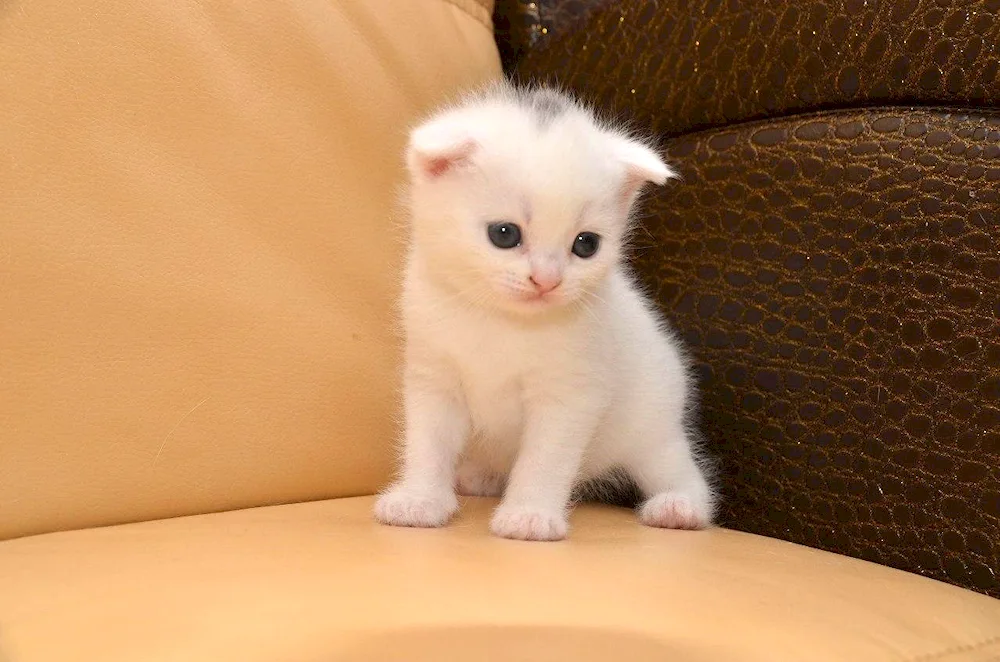 Scottish lop cat white