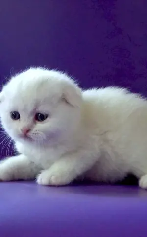 Scottish lop-eared kittens white