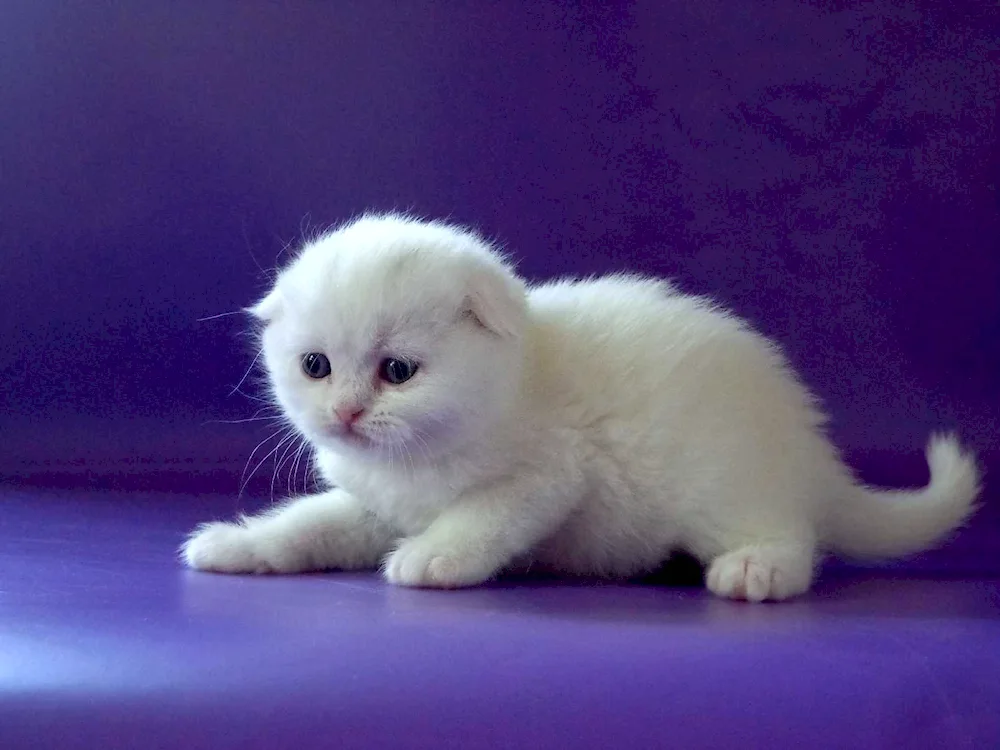 Scottish lop-eared kittens white