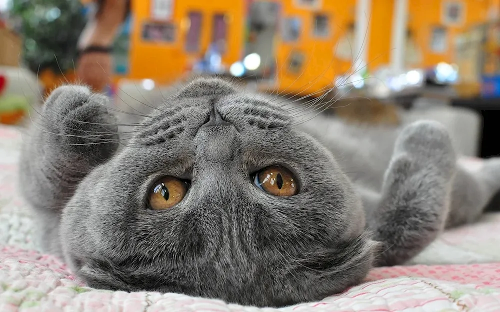 British shorthair cat