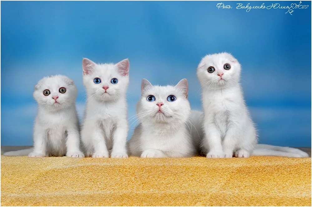 Scottish lop-eared cat Scottish Fold Scottish lop cat white