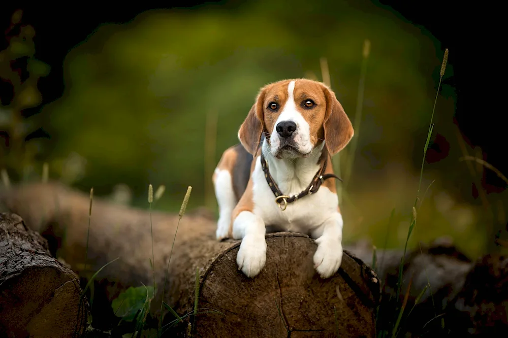 Scottish Beagle