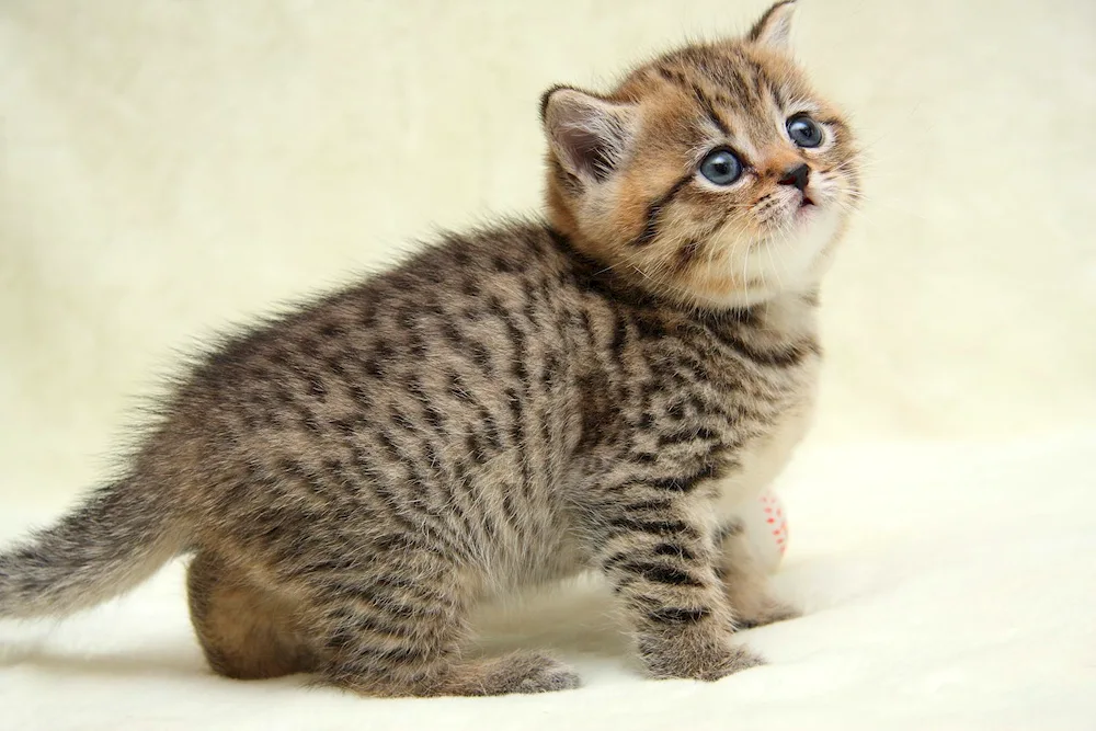 Scottish Brown tabby