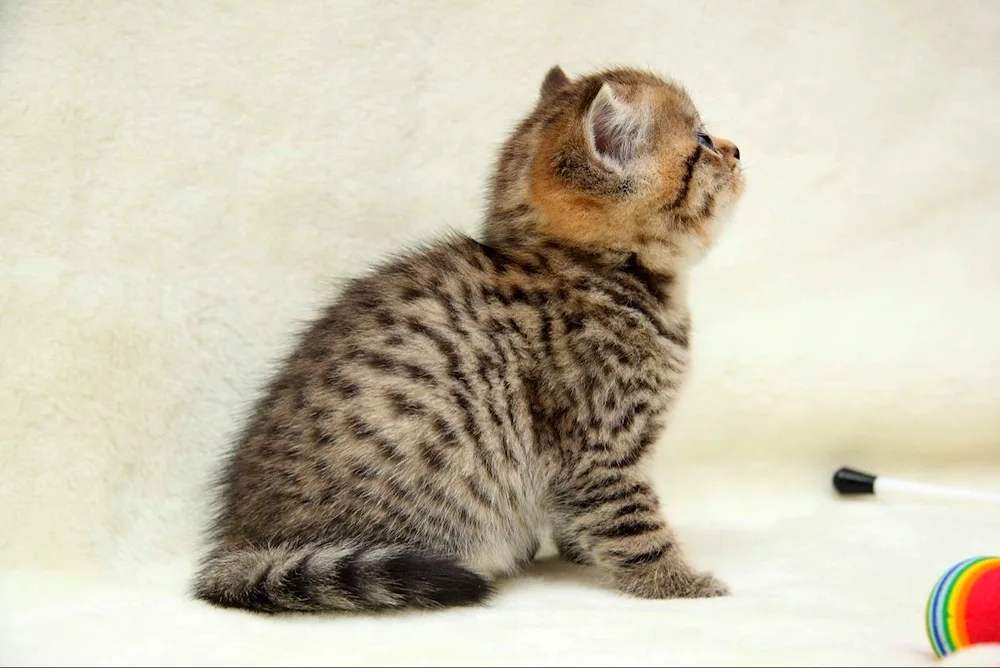 Scottish Brown tabby