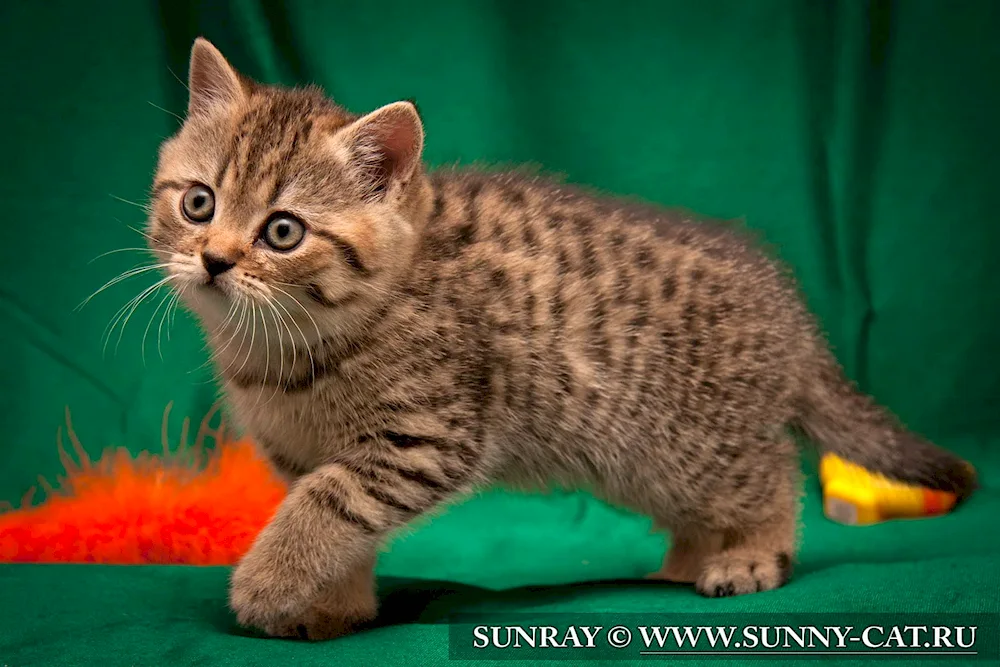 Toyger cat