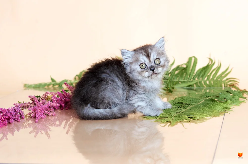 Scottish long-haired cat straight-haired white