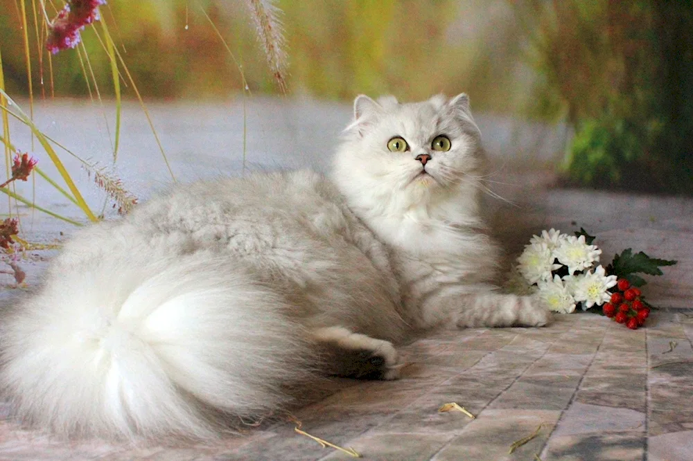 British Long-haired Chinchilla