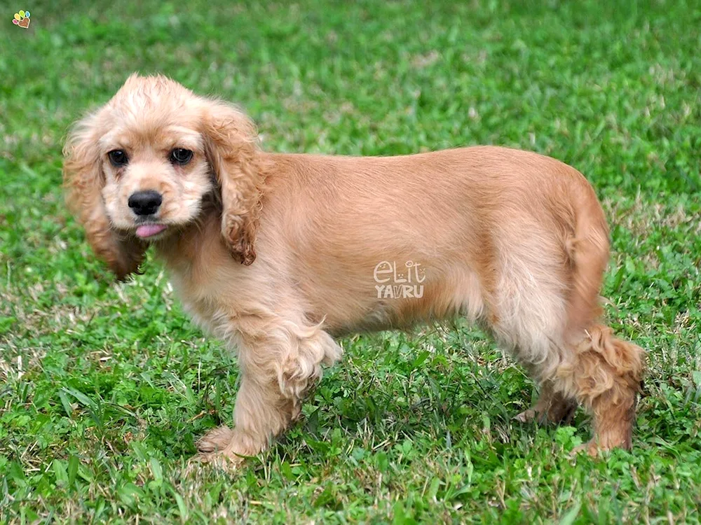 Scottish cocker spaniel