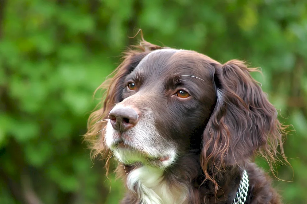 Scottish cocker spaniel