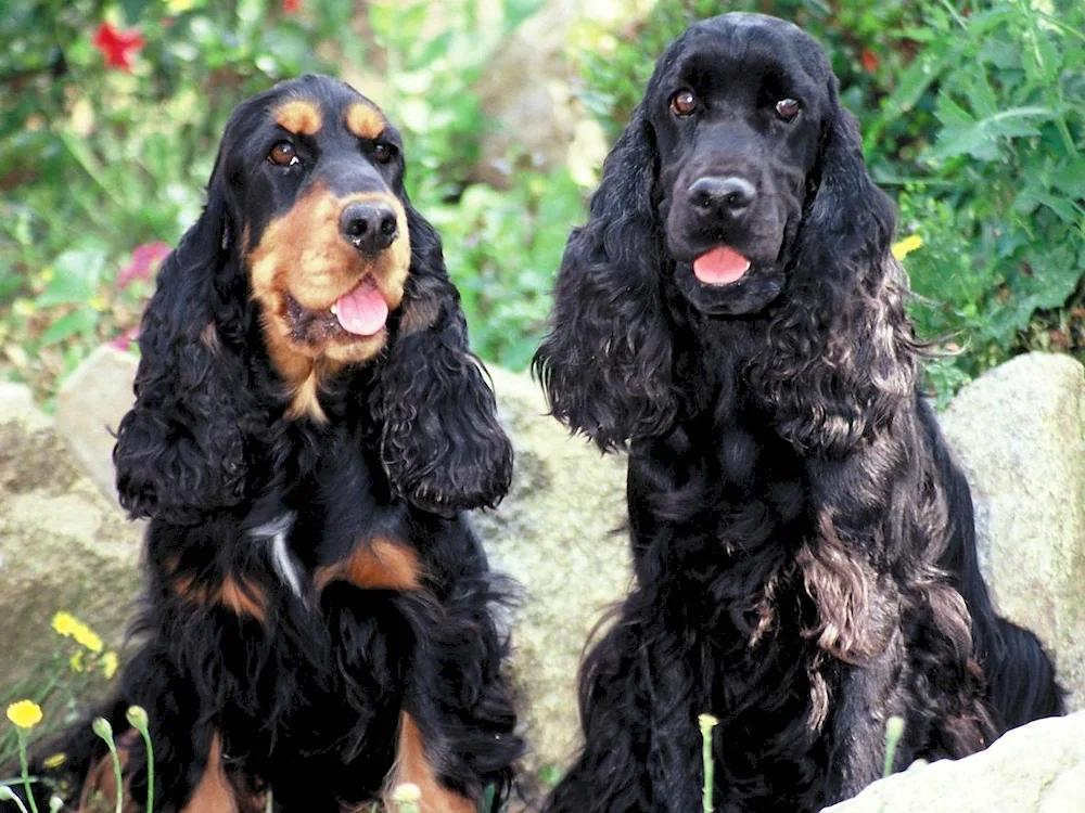 Scottish Cocker Spaniel