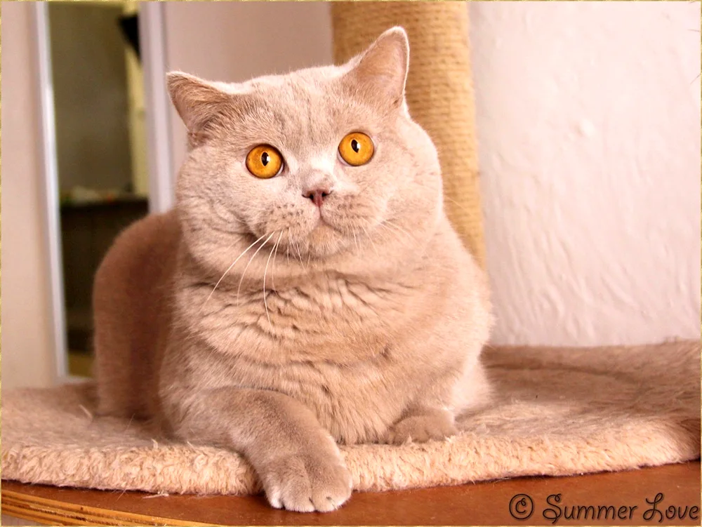 British shorthair cat purple