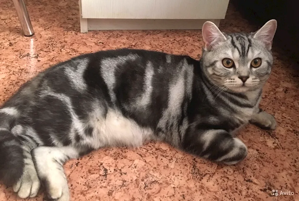 Scottish marble cat