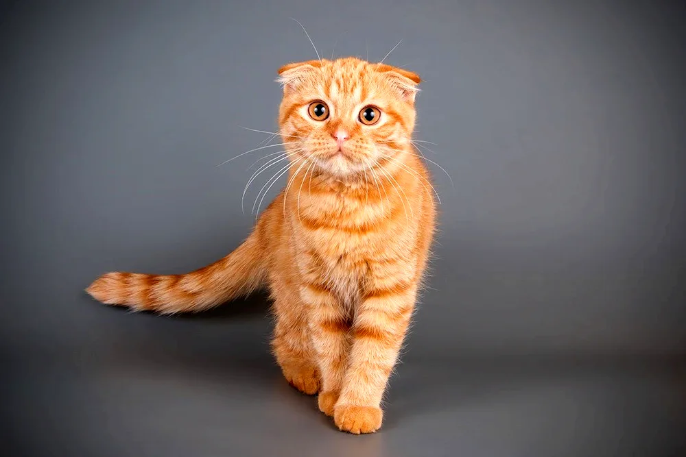 Scottish Scottish Scottish Fold red