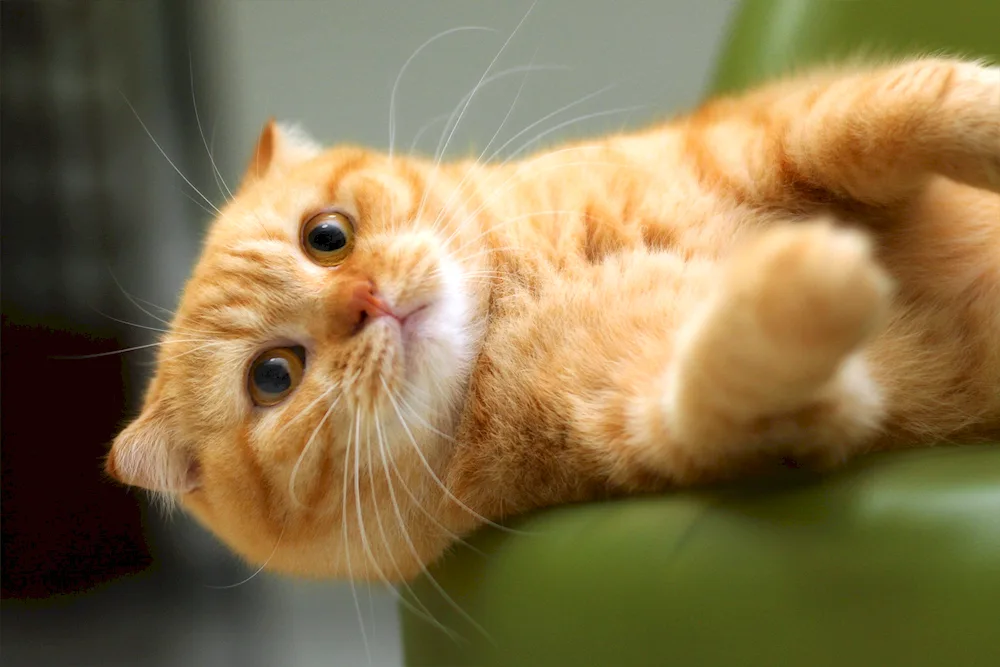 Scottish Scottish Scottish Fold red