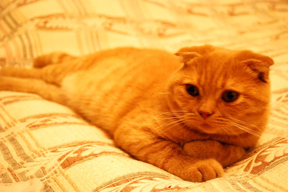 Scottish Scottish Fold red