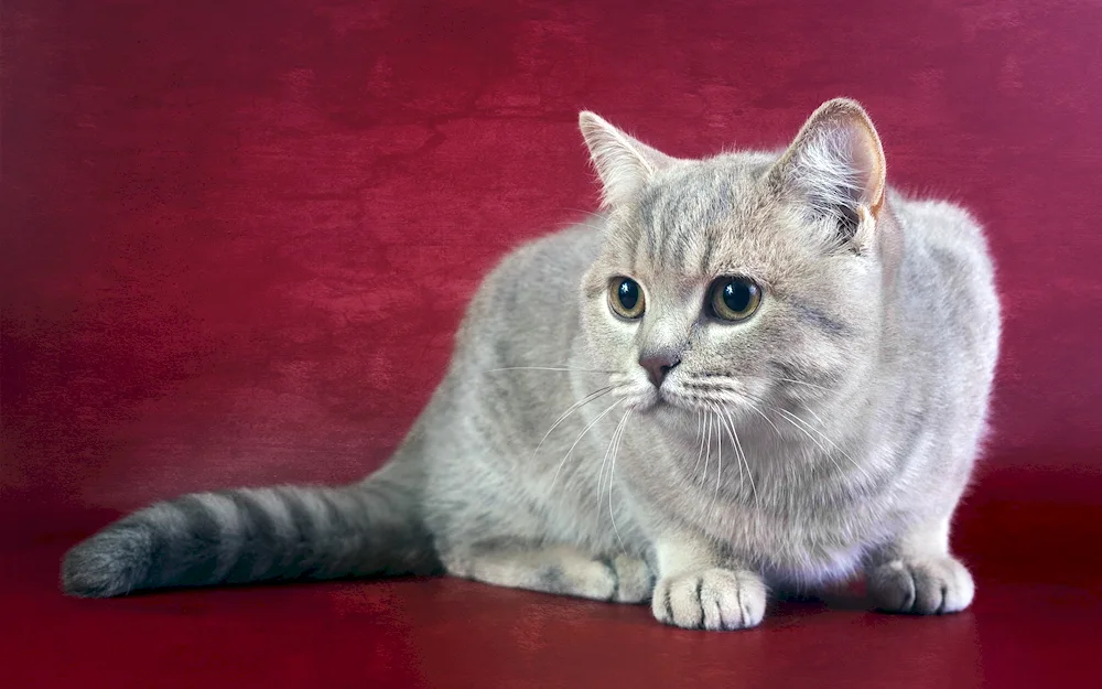 Scottish Smoky straight-eared cat