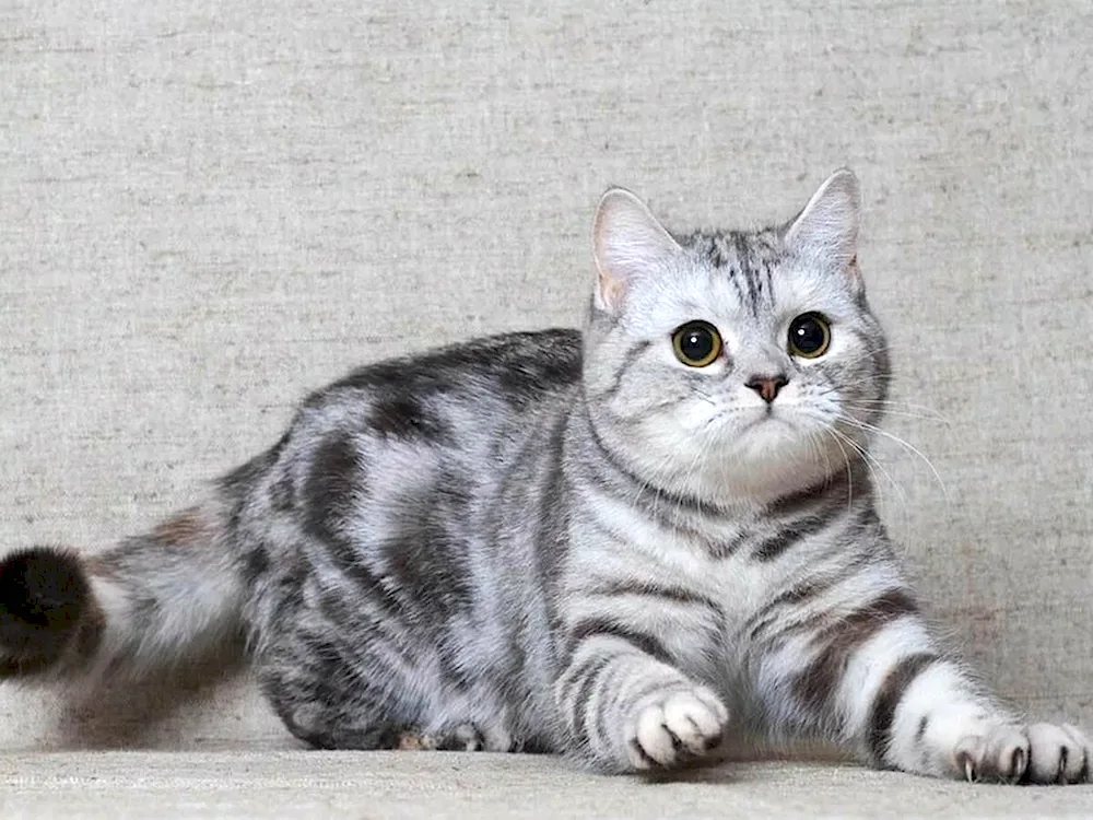 British Shorthair cat striped striped