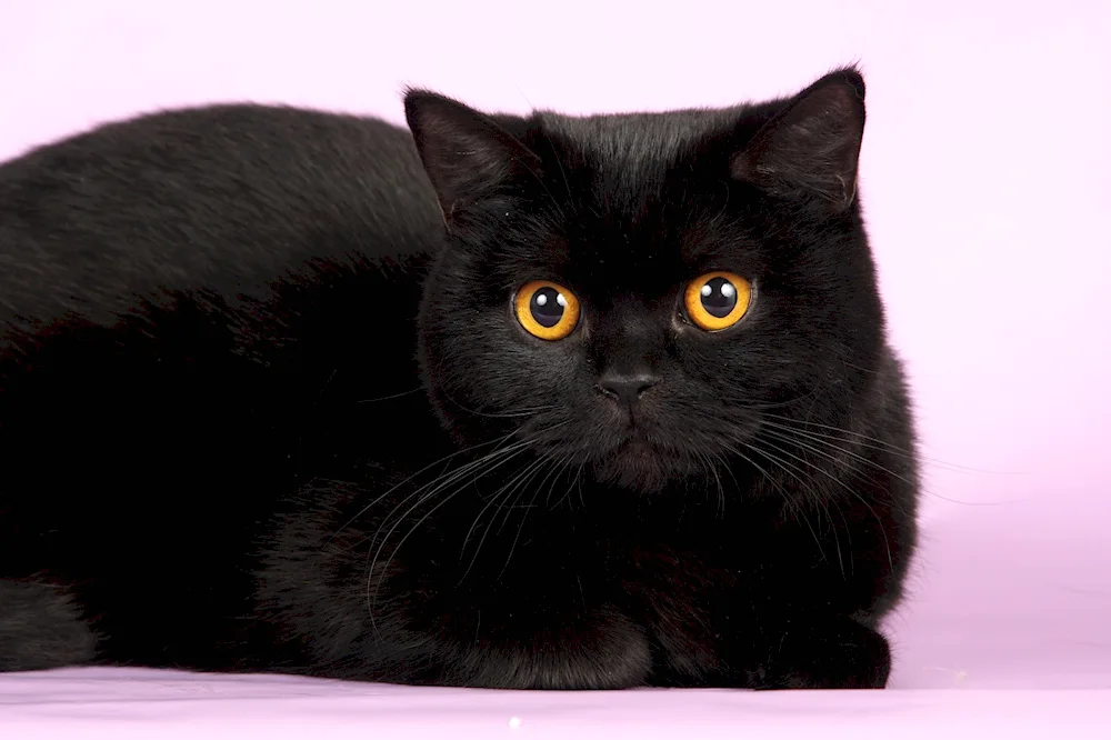 Scottish Scottish Fold black