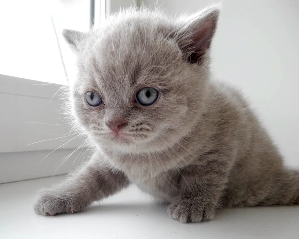 British shorthair cinnamon cat