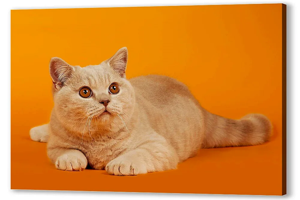 Scottish Scottish Fold Red