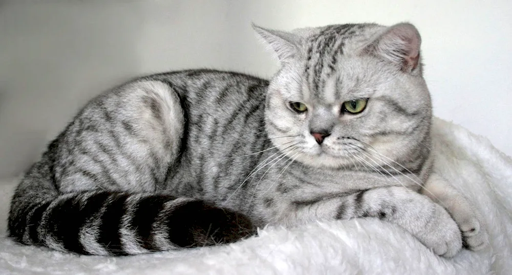 British lop cat striped