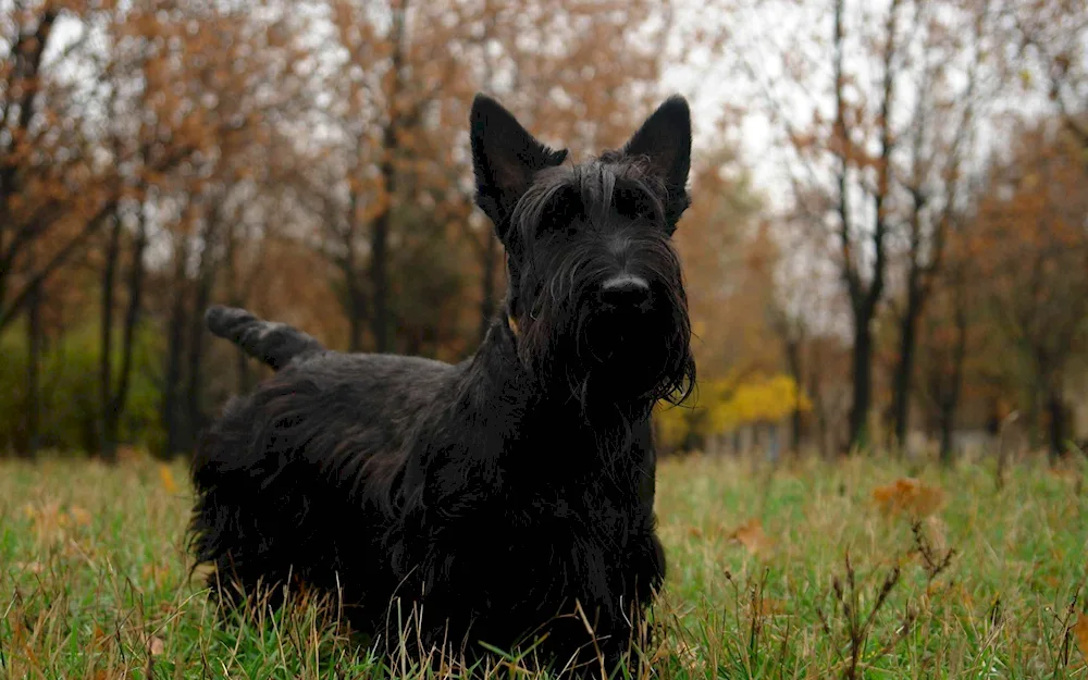 Scottish terrier