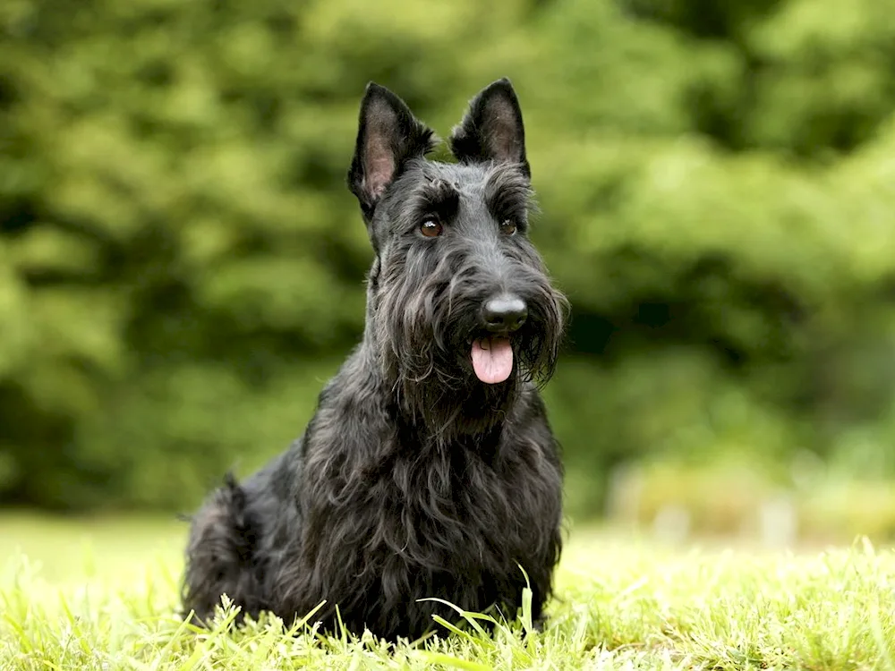 Highland White Terrier