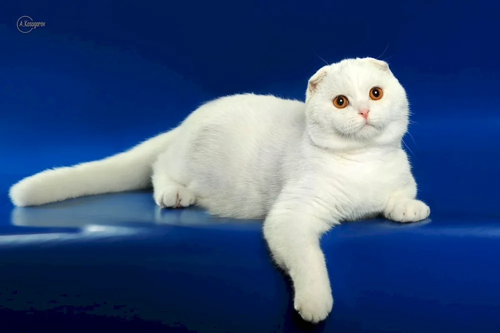 Scottish lop cat white