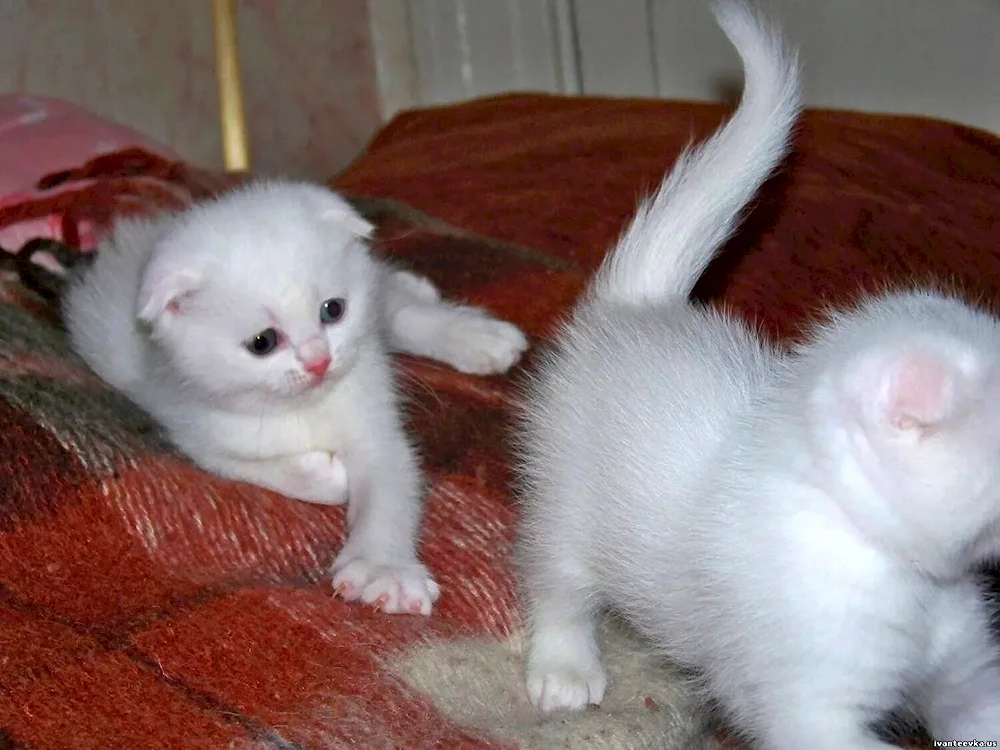 Scottish lop-eared cat