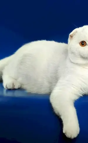Scottish lop cat white