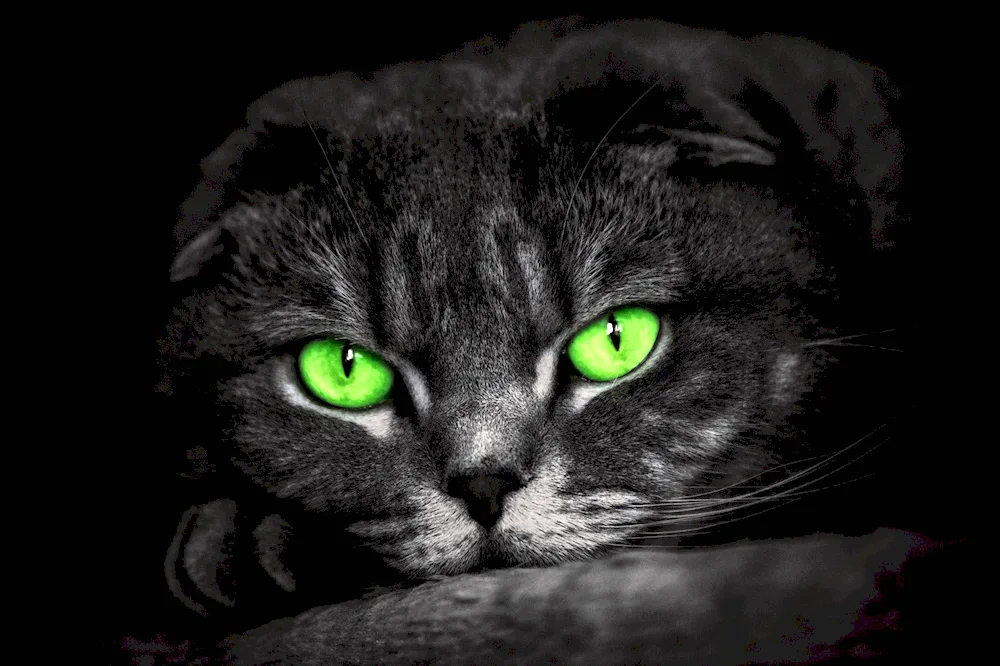 Black cat with green eyes