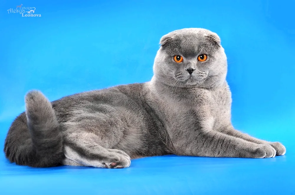 Scottish lop cat blue