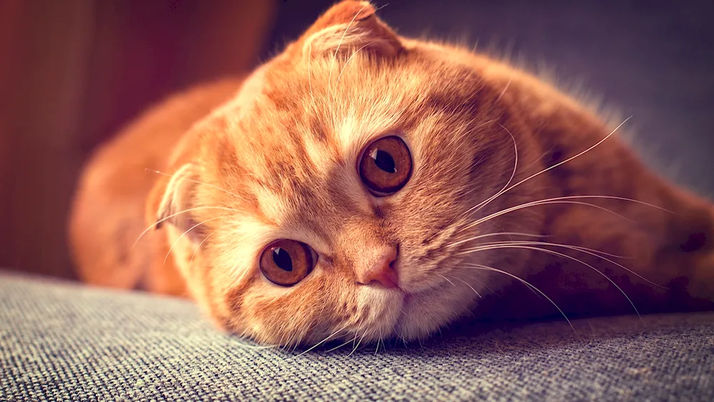 Scottish Fold cat ginger