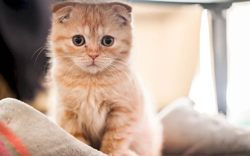 Scottish lop cat ginger