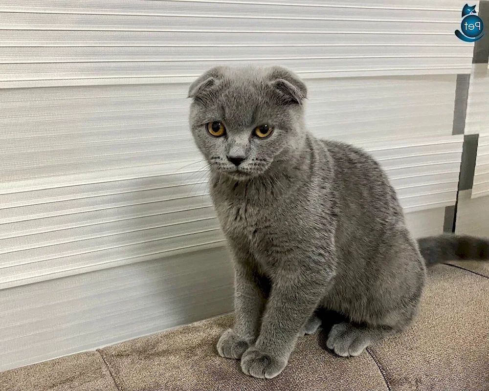 British shorthair cat