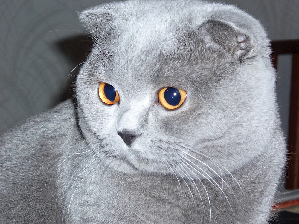 Scottish lop cat- Scottish Fold Scottish Lop