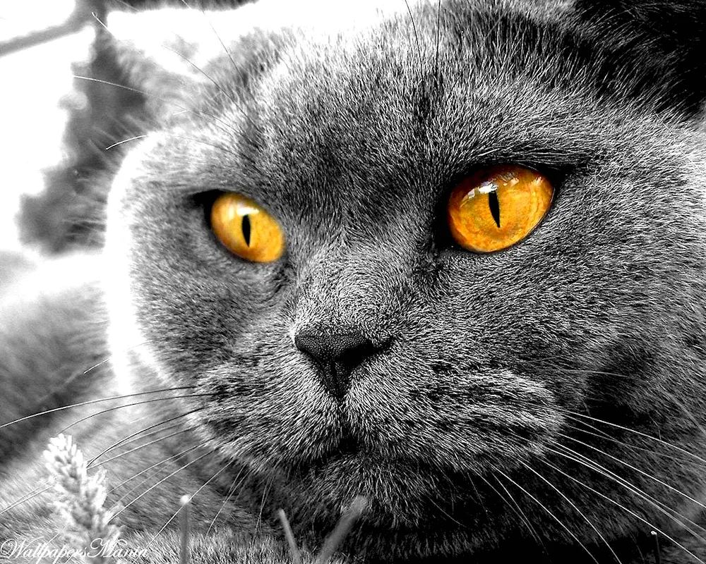 Scottish lop cat grey amber eyes