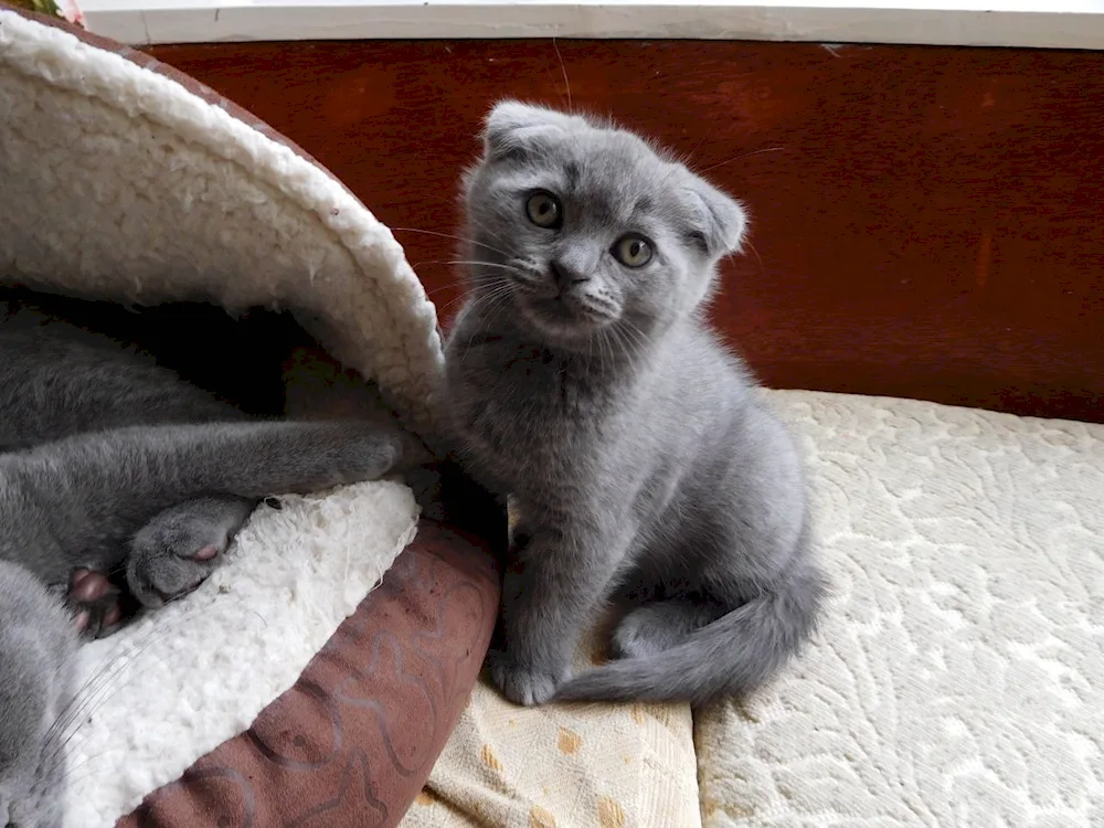 Scottish lop cat