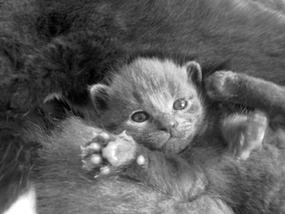 Scottish lop eared kitten grey