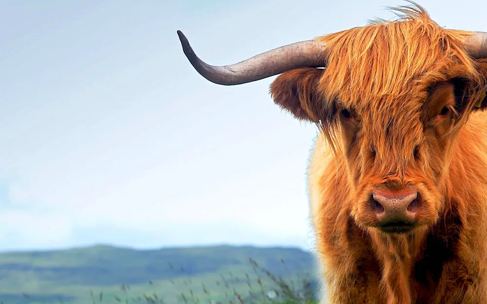 Scottish highland bull