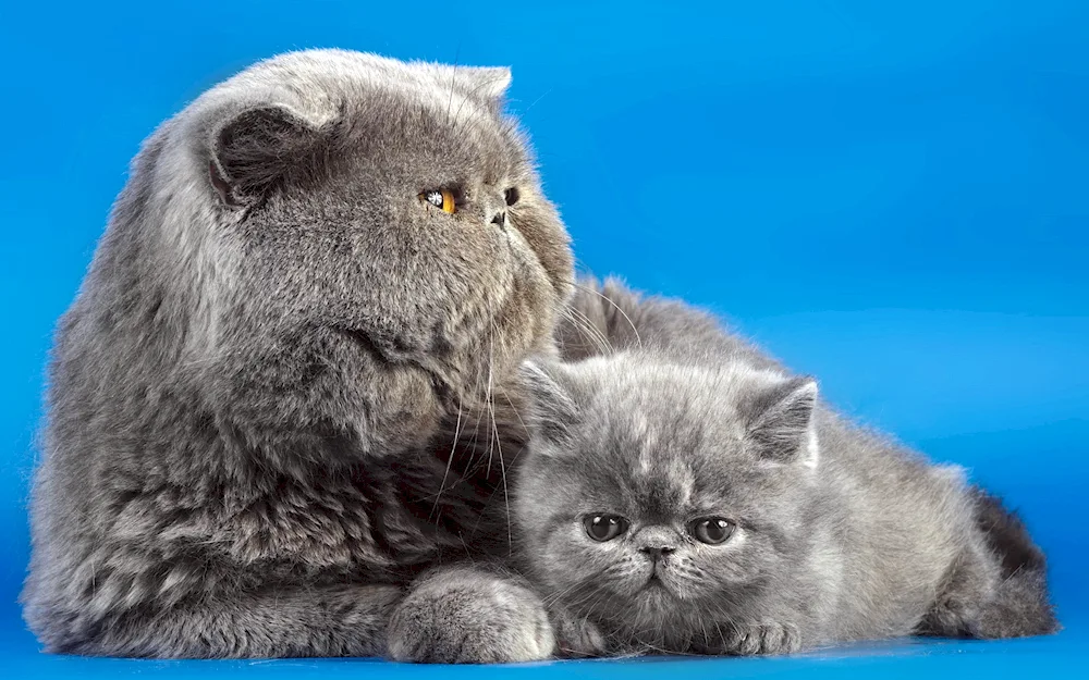 Scottish Persian lop