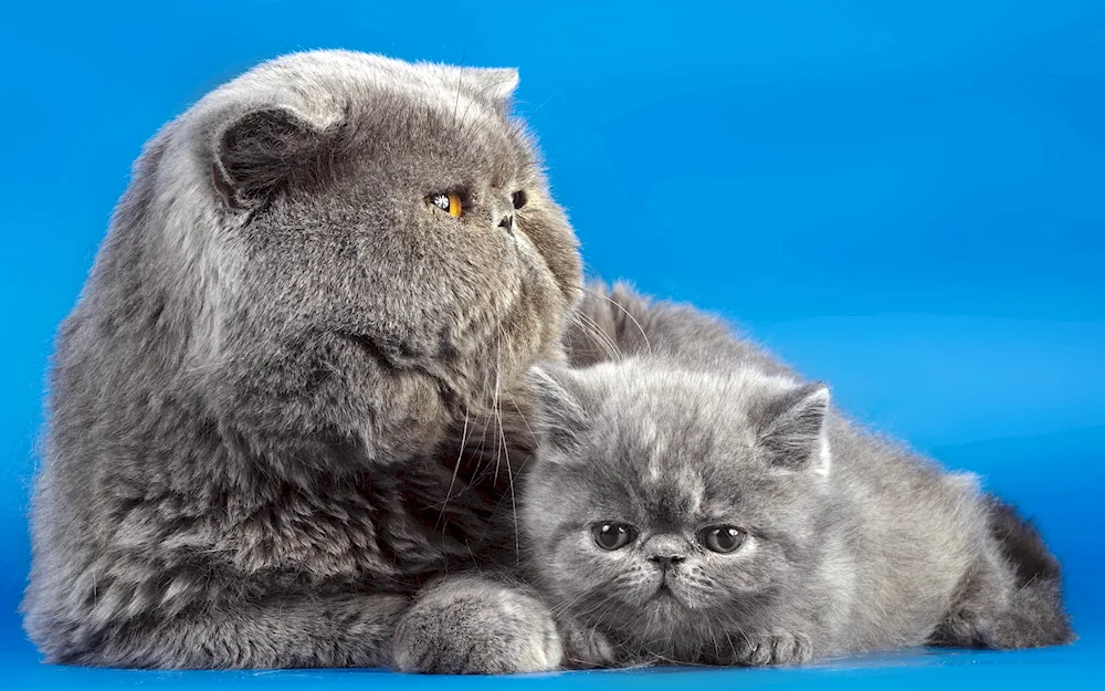 Scottish Shorthair cat breed Persian lop