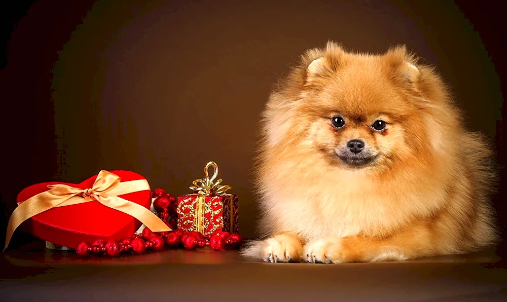 Pomeranian purebred Spitz