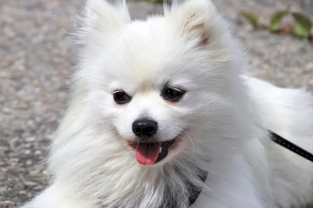 White Spitz